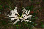 Magic lily <BR>Red spider lily